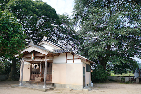 真名井神社社殿とムクノキ