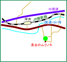 長谷のムクノキ　マップ