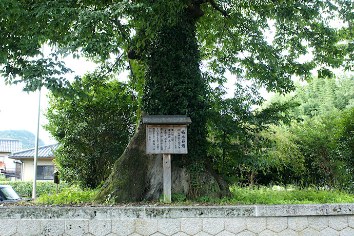 中山神社のムクノキ