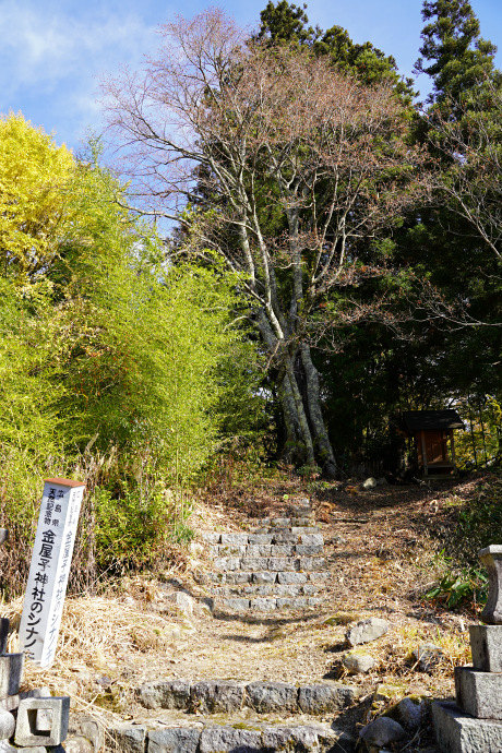金屋子神社のシナノキ