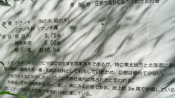 金屋子神社のシナノキ説明板