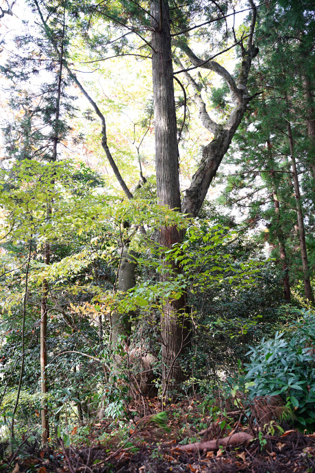 森脇八幡神社のケヤキ