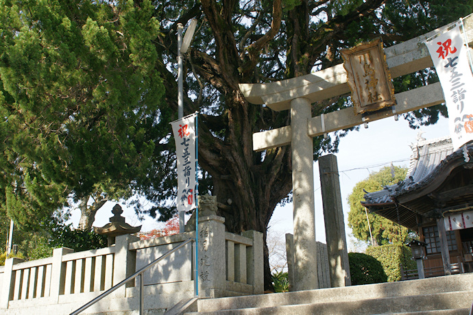 川島神社のイブキ