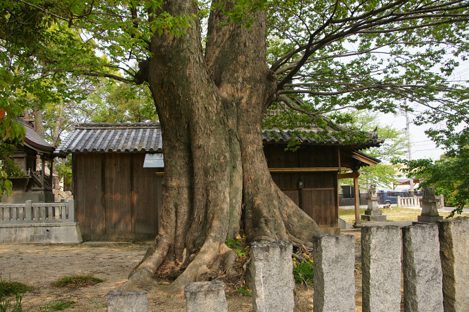 国津神社のムクノキ