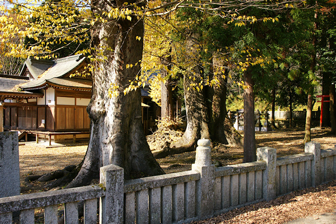 州津八幡神社のムクノキ