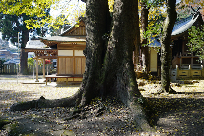 州津八幡神社のムクノキ（１）