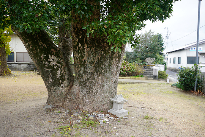 栖養八幡神社のクスノキ