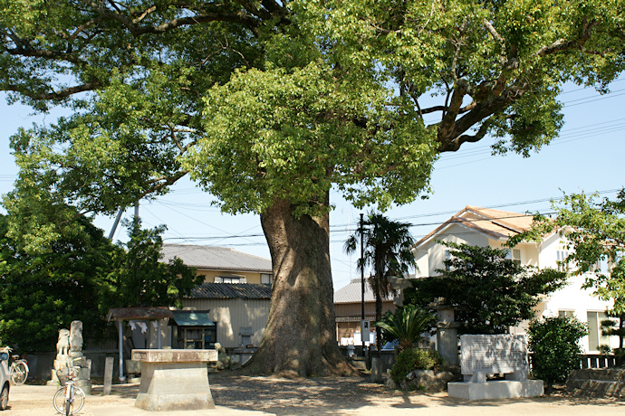 田浦町日吉神社のクスノキ