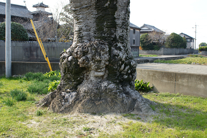 八坂神社のクロガネモチ