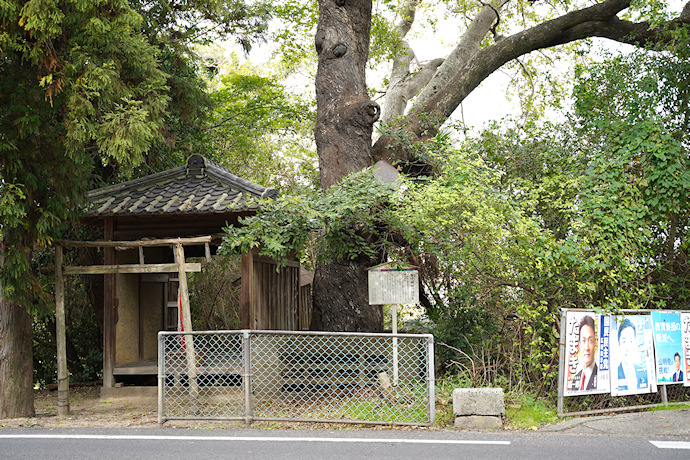 蛭子神社境内のムクの木