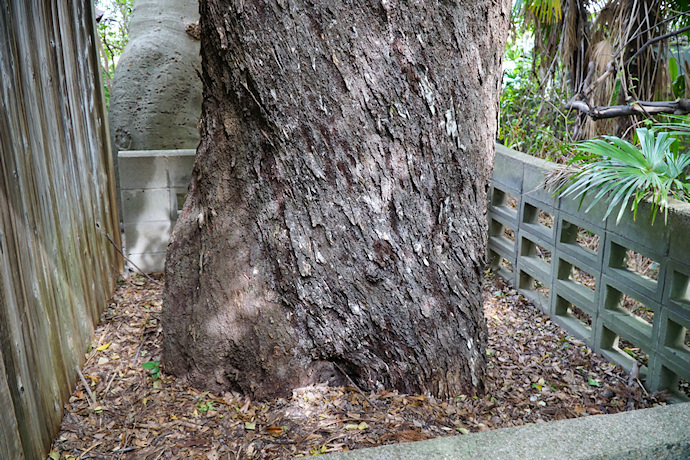 蛭子神社境内のムクの木、根元部分
