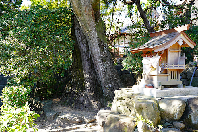 円満寺のシンパク