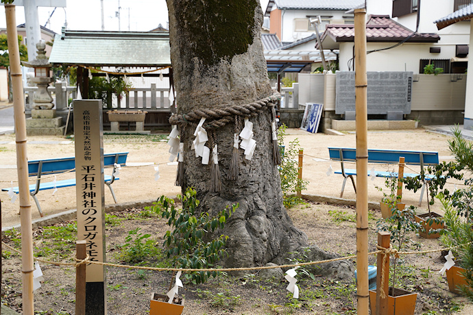 平石井神社のクロガネモチ