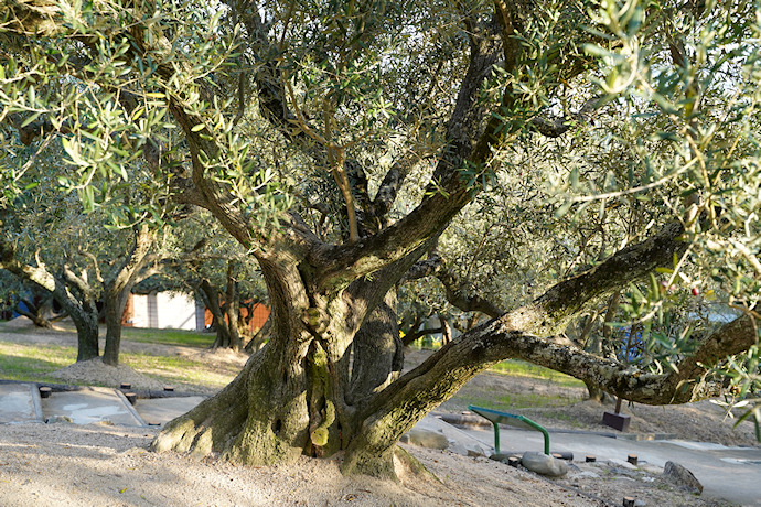 オリーブの原木