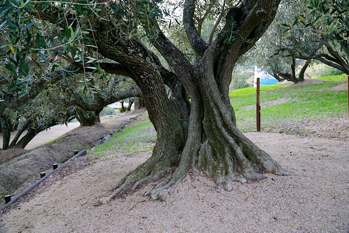 オリーブの原木