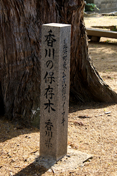 香川の保存木