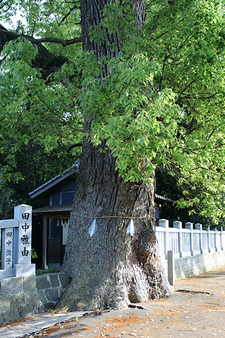 豊浜八幡神社のクス