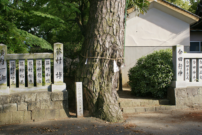 豊浜八幡神社のクロマツ