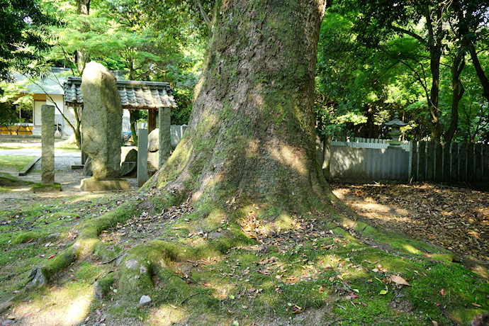 石岡神社のクスノキ・３