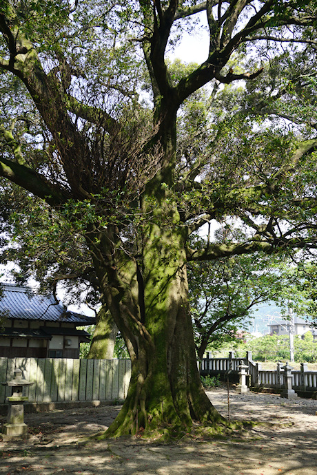 石戸八幡神社のホルトノキ