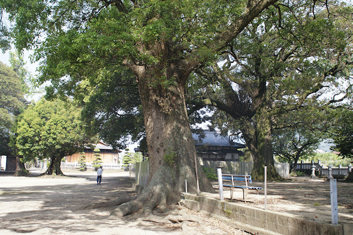 石戸八幡神社のクスノキ・ホルトノキ