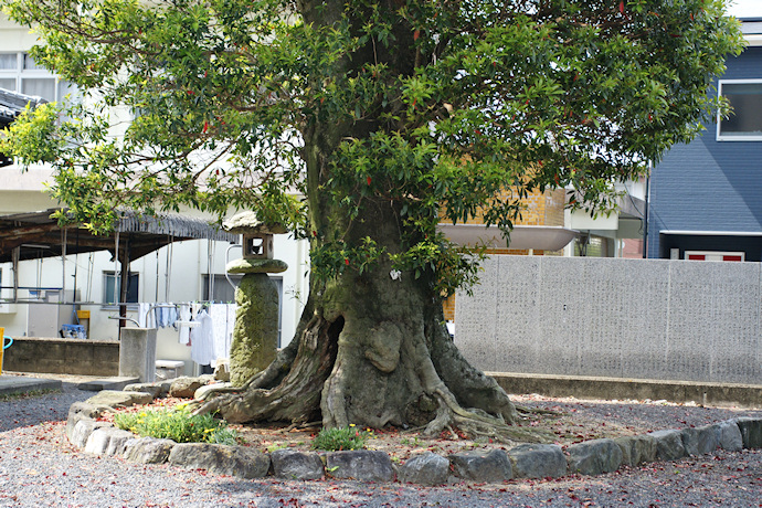 野田八幡大神社のホルトノキ