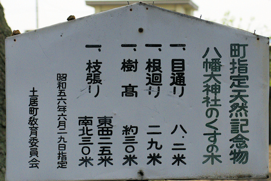 八幡大神社のクスノキ