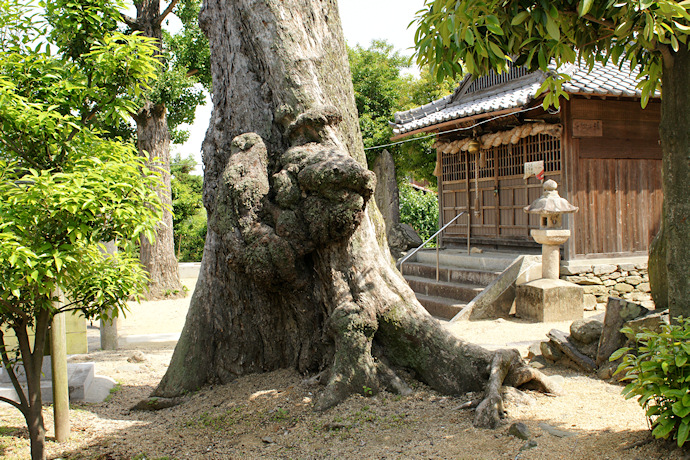 豊玉神社のムクノキ