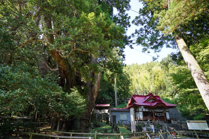 杉の大杉と八坂神社拝殿