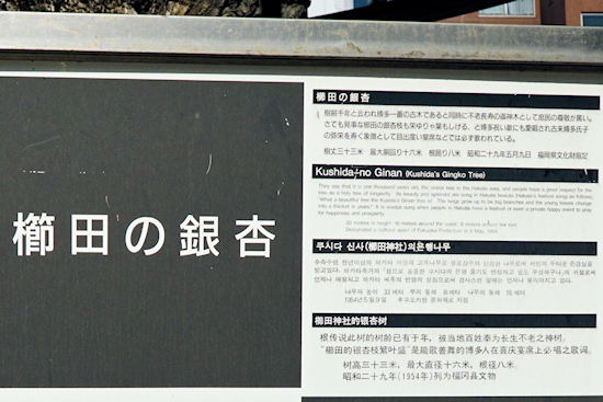 櫛田の銀杏の説明板